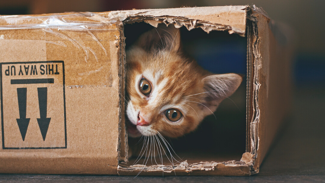 Рудий кіт ховається в картонній коробці.