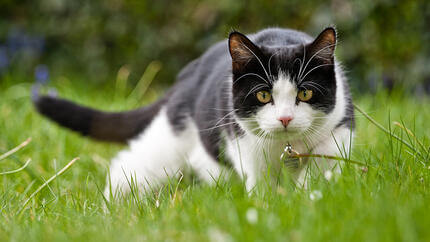 Кіт полює у траві