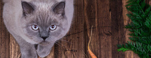 кіт біля моркви