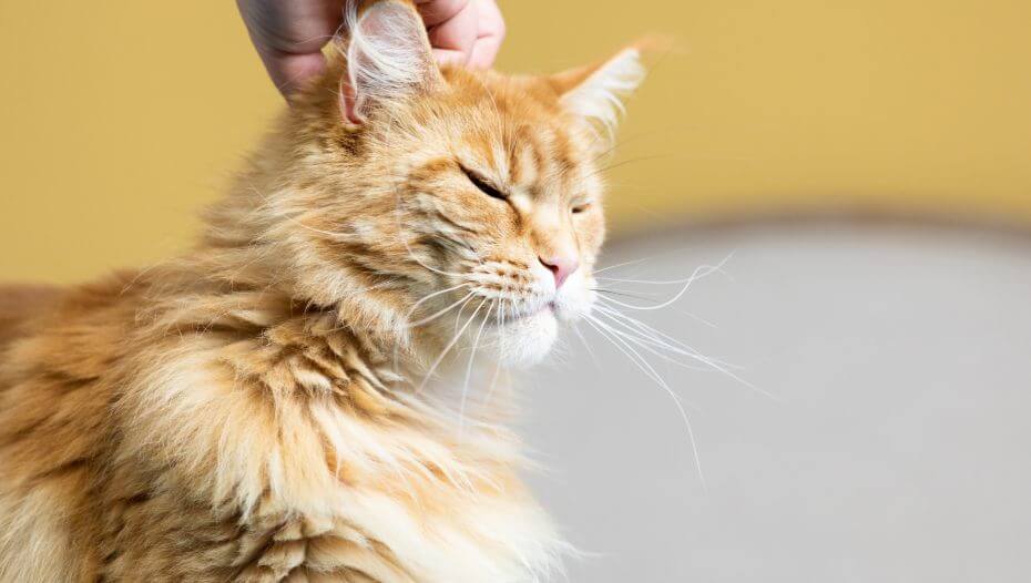 Рудого кота чухають