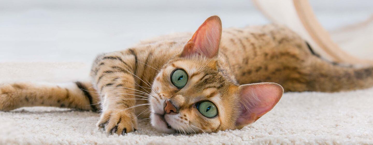 Кіт із зеленими очима