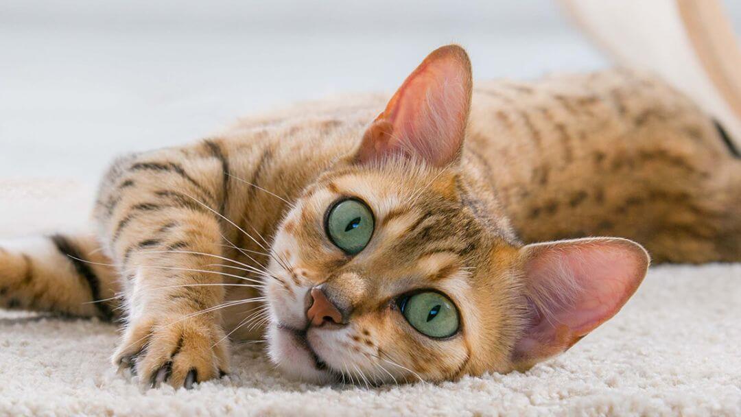 Кіт із зеленими очима
