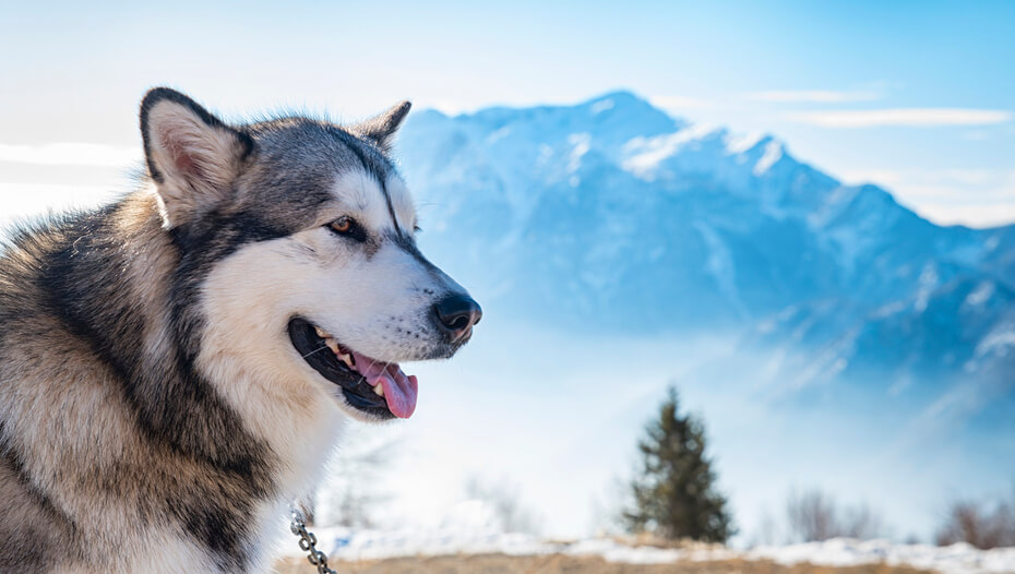 Alaskan malamute on the background of Alaska Range.