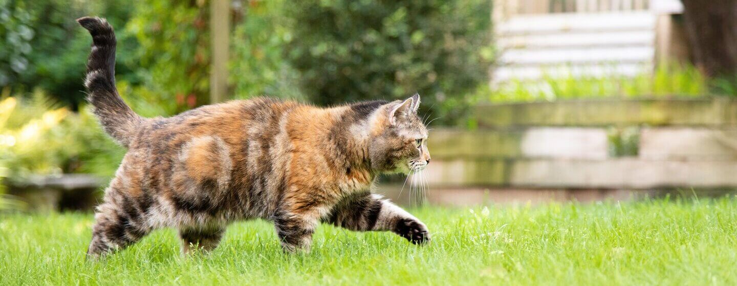 Темно-коричневий кіт гуляє по траві.