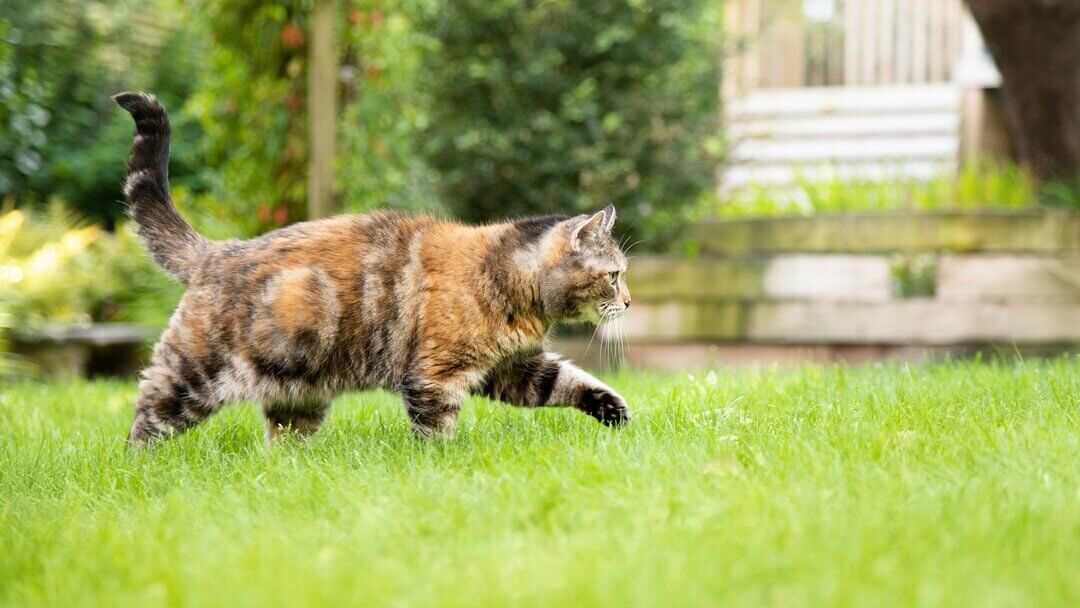 Темно-коричневий кіт гуляє по траві.
