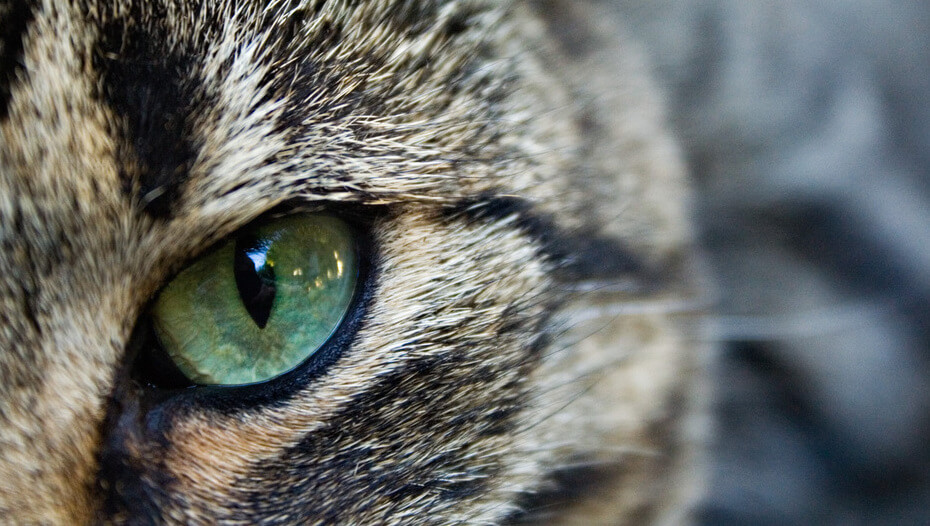 Зелене око кота крупним планом