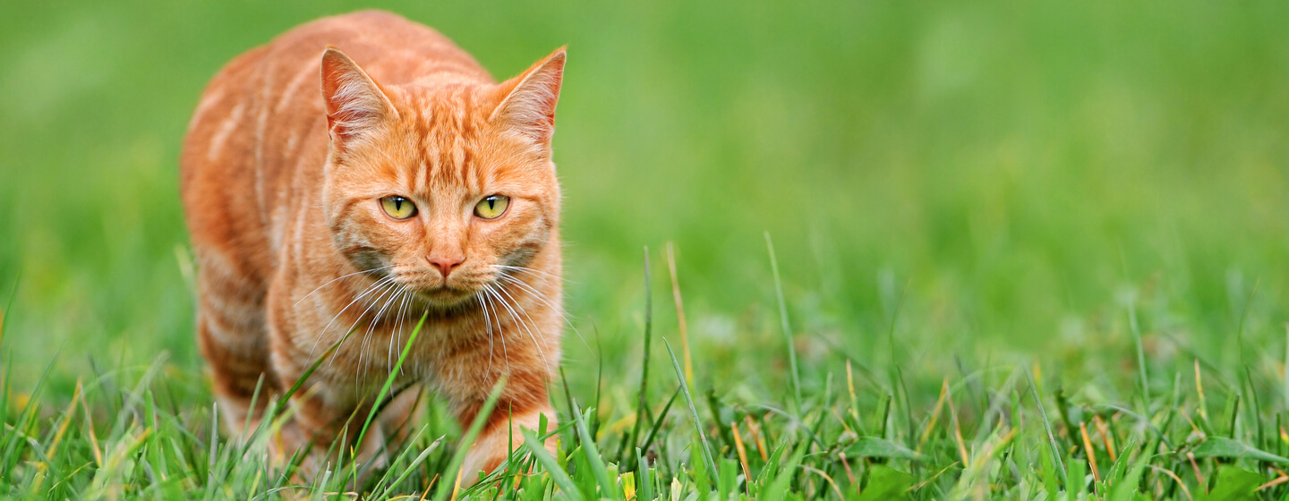 рудий кіт полює у траві