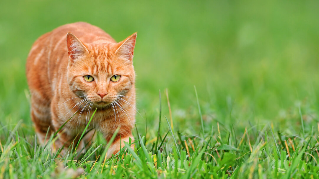 рудий кіт полює у траві