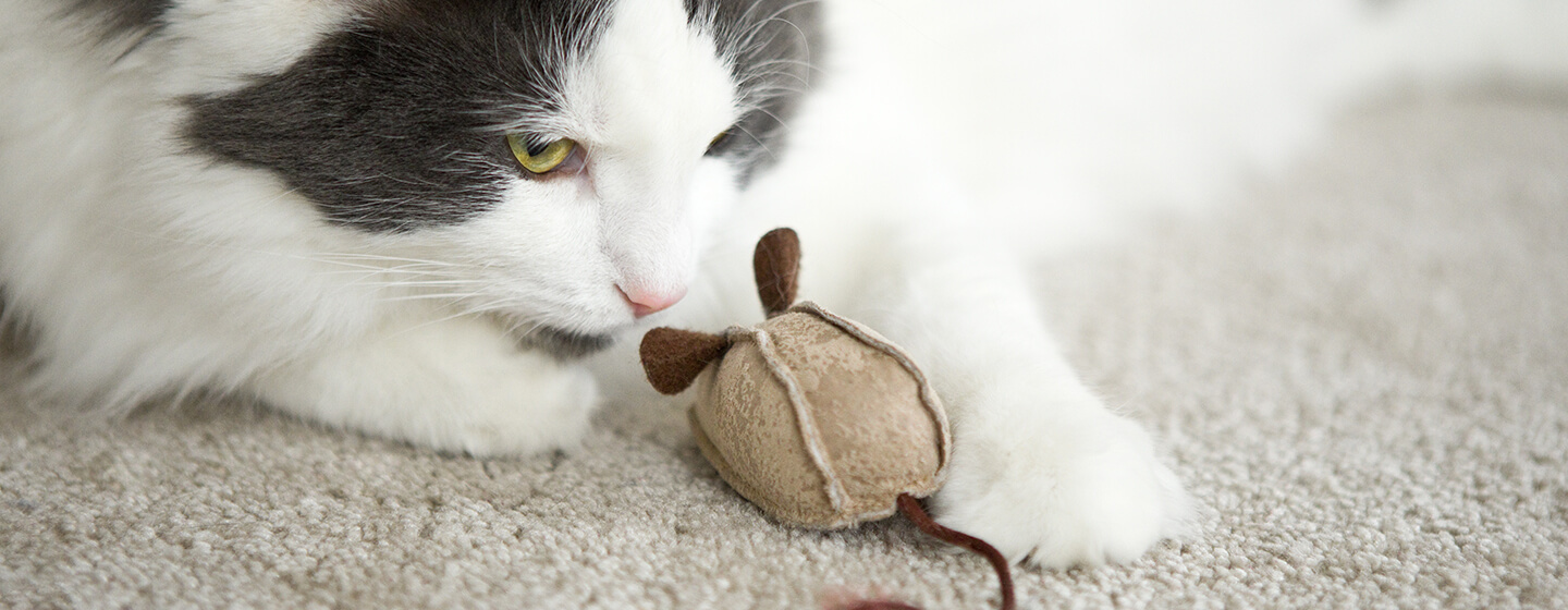 Кішка грає з іграшкою-мишкою