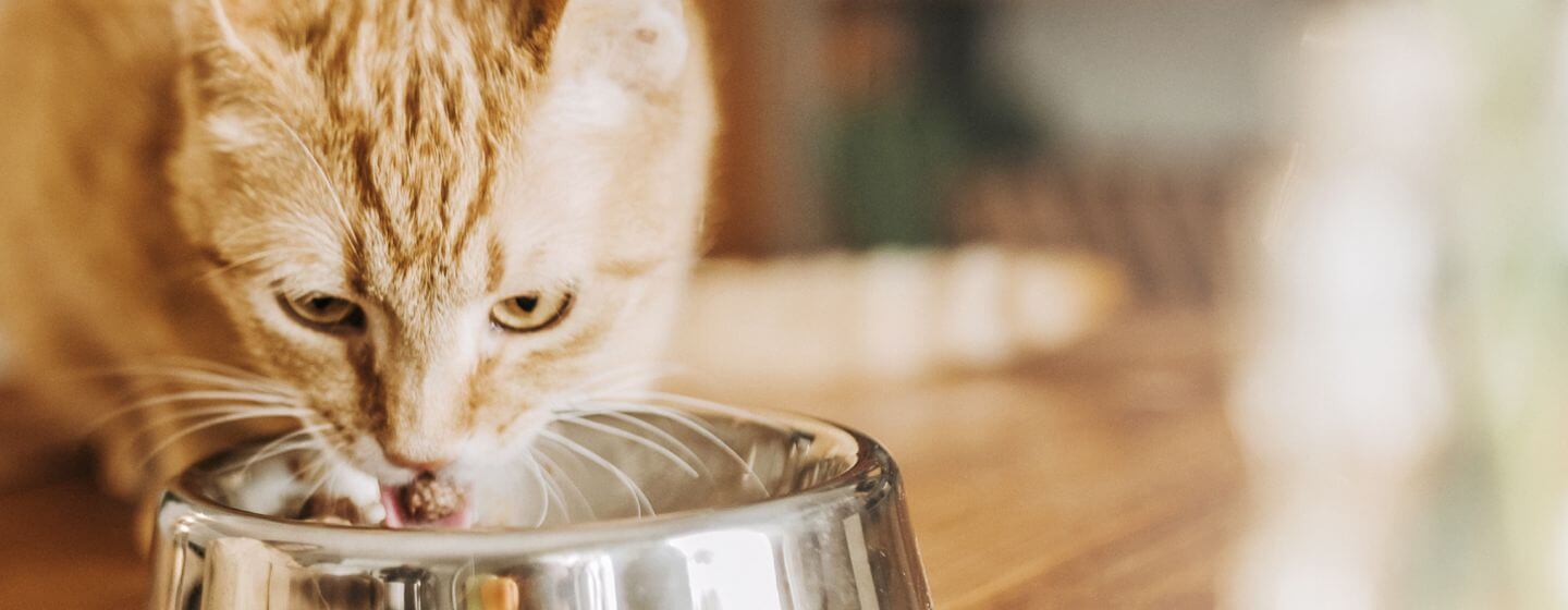 Beige cat with stripes eating food from a bowl.