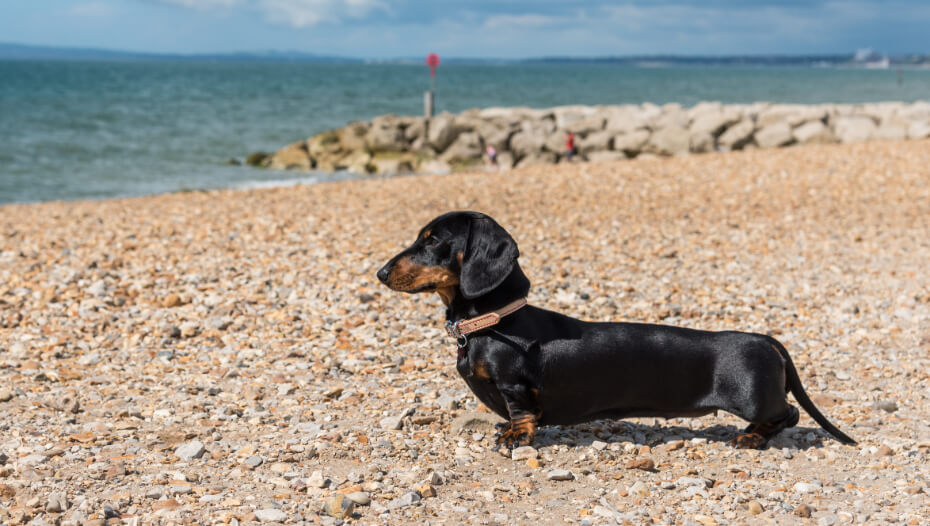 Dachshund (Miniature Smooth-Haired)