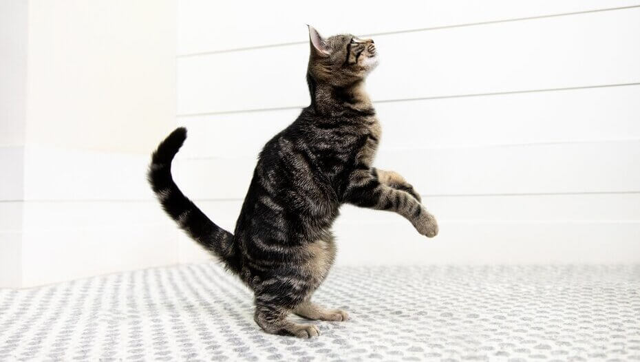 Cat on its hind legs about to jump.