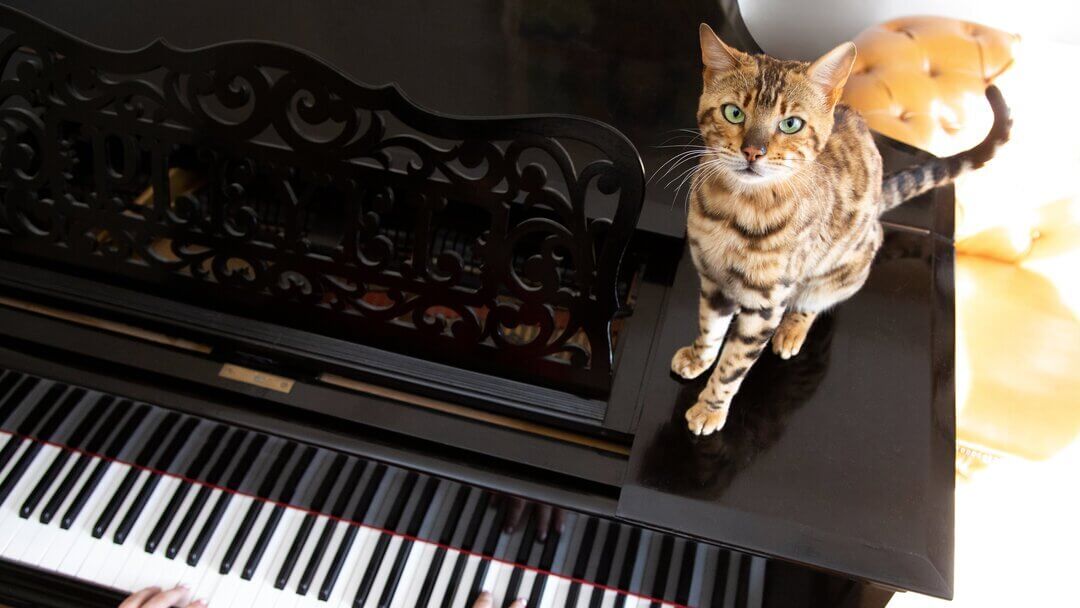 Бенгальський кіт сидить на піаніно