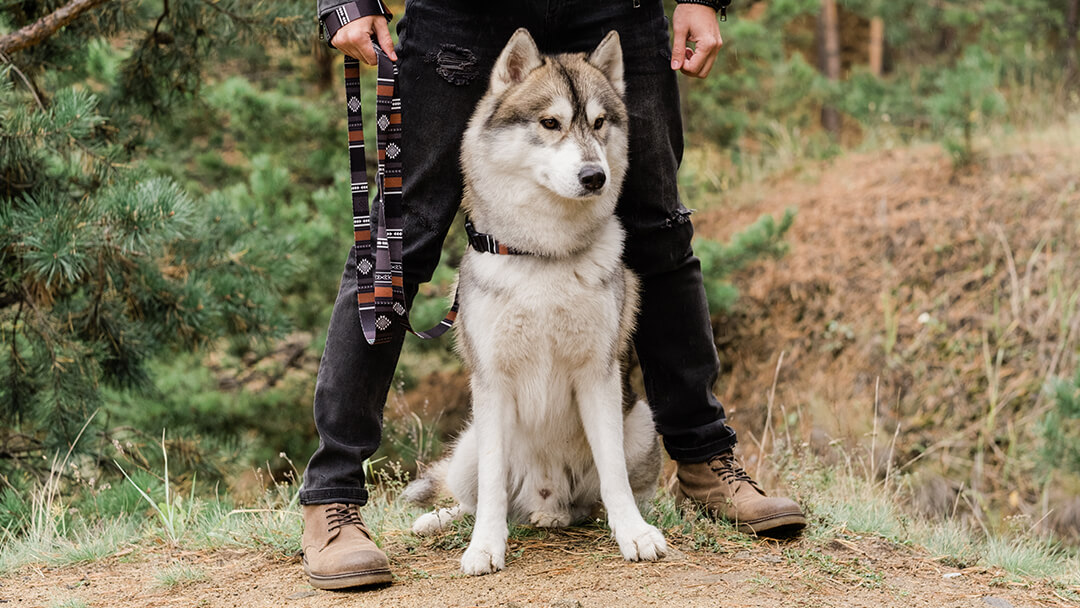 Собака стоїть з власником у лісі