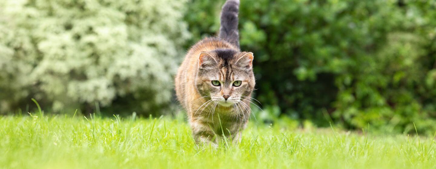 Кіт нишпорить у траві