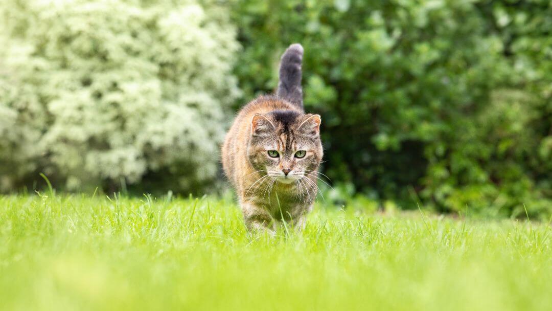 Кіт нишпорить у траві