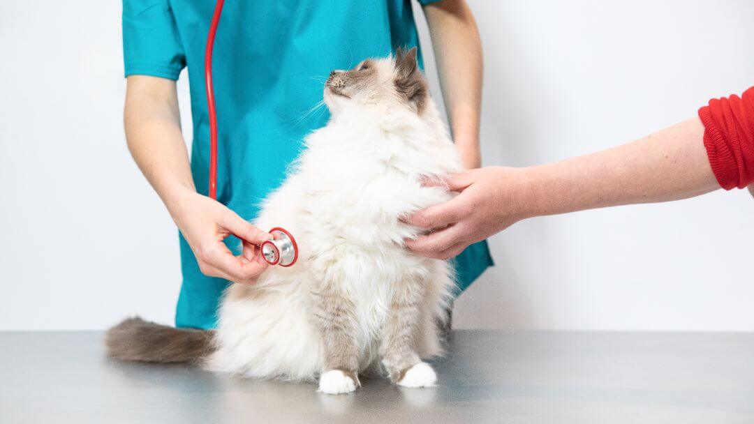 Пухнасту кішку перевіряє ветеринар.
