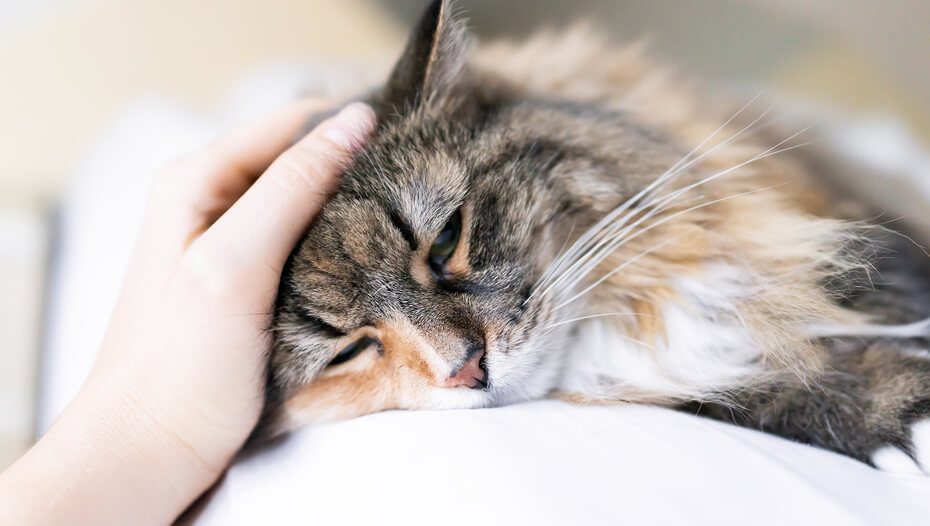 Задоволений котик, якого гладять