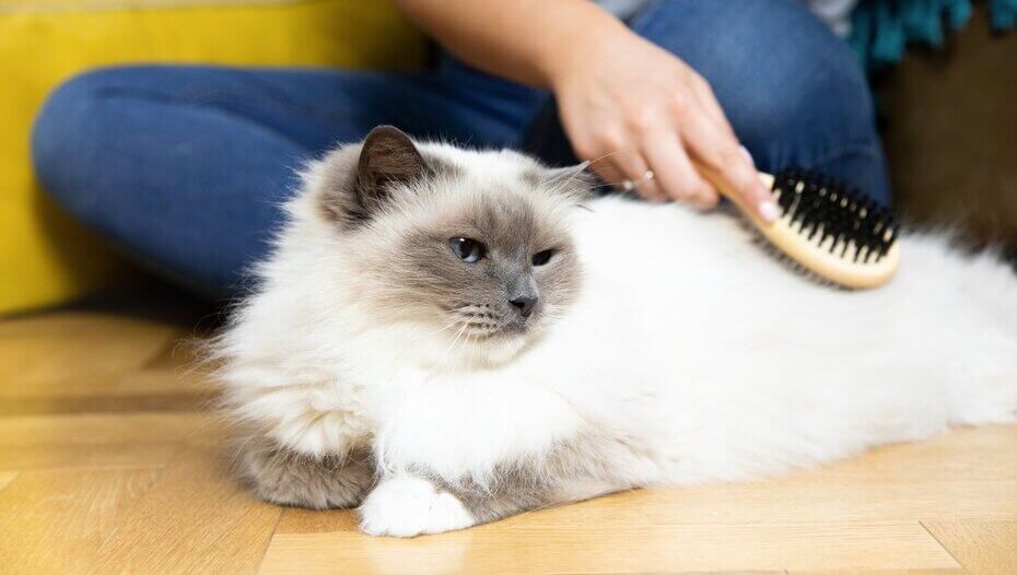 кошеня з розчесаним волоссям