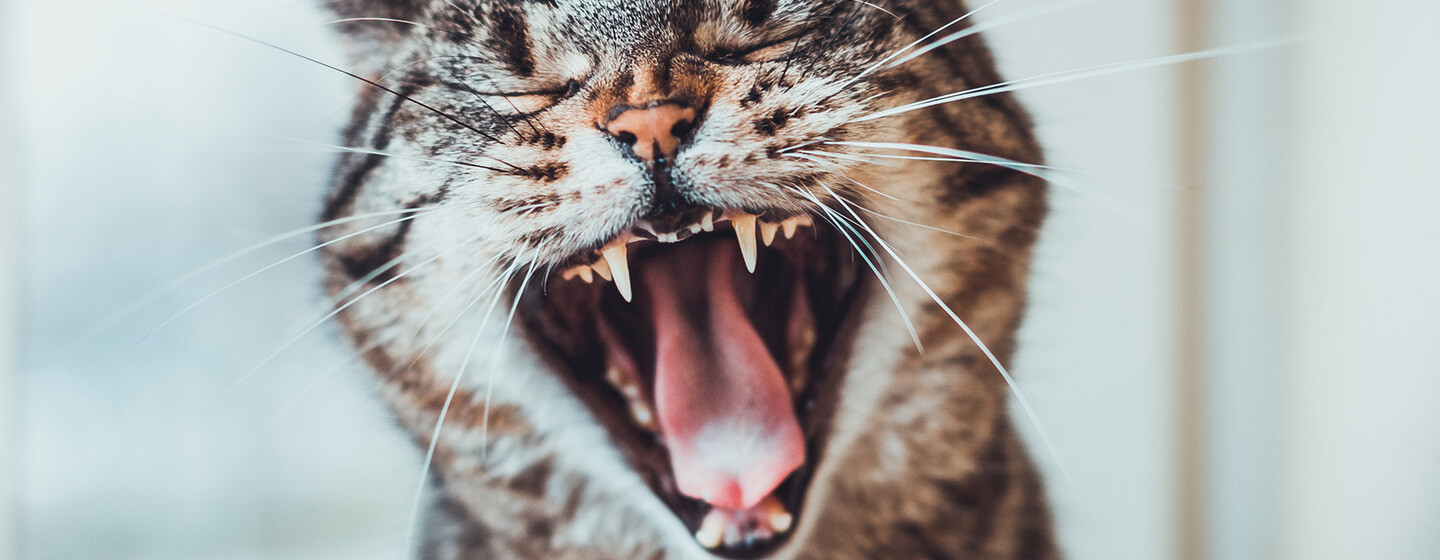 Зуби кота