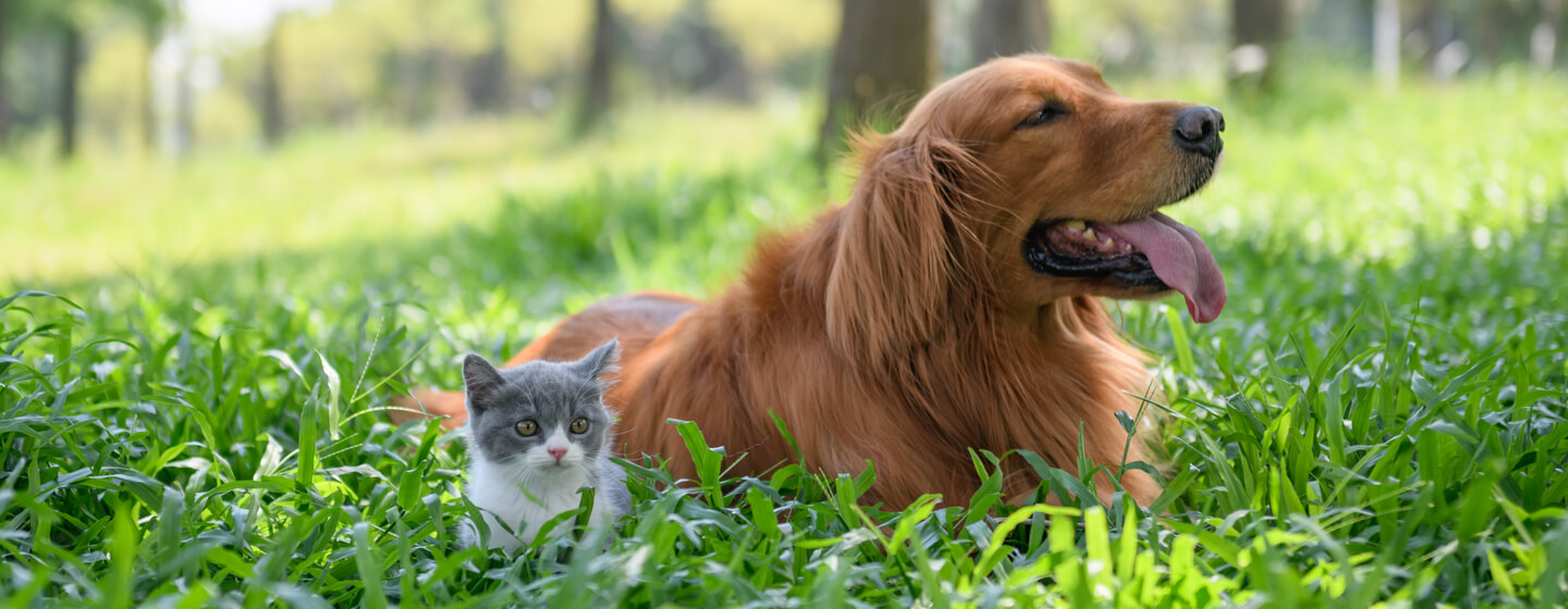 Маленьке кошеня сидить з собакою у високій траві