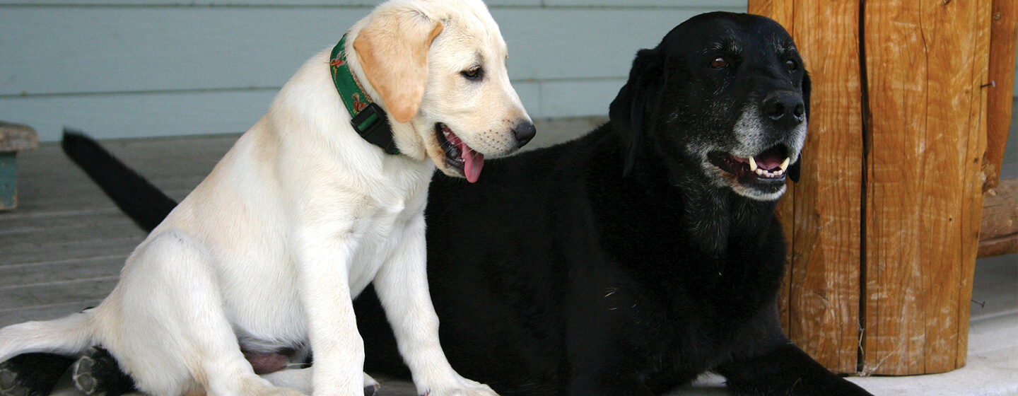 Young puppy next to older dog