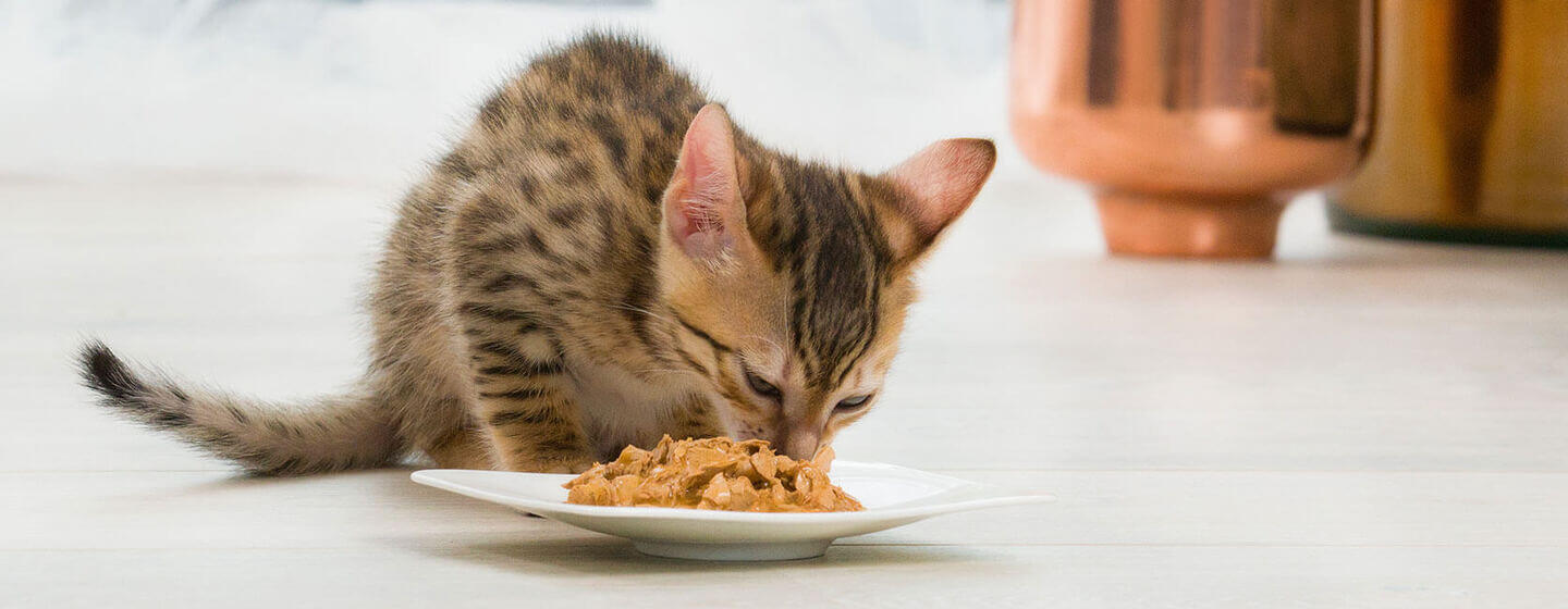 Коричневе кошеня їсть корм з тарілки