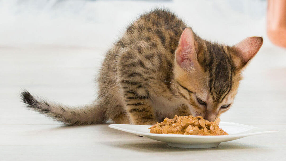 Коричневе кошеня їсть корм з тарілки