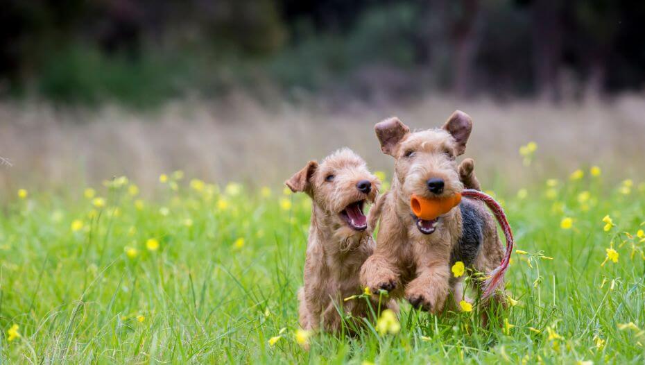 two terriers playing around