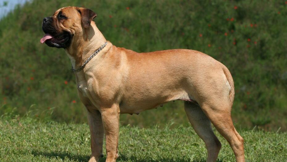 Mastiff standing at green grass