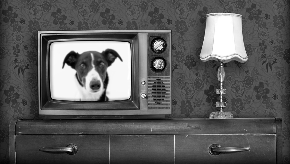 Собака на старому чорно-білому телевізорі