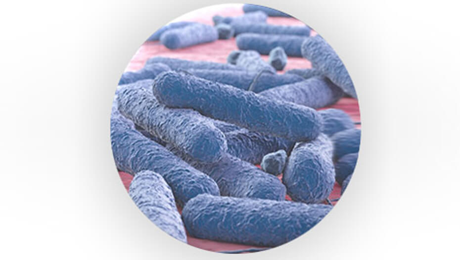 Добіотичні бактерії