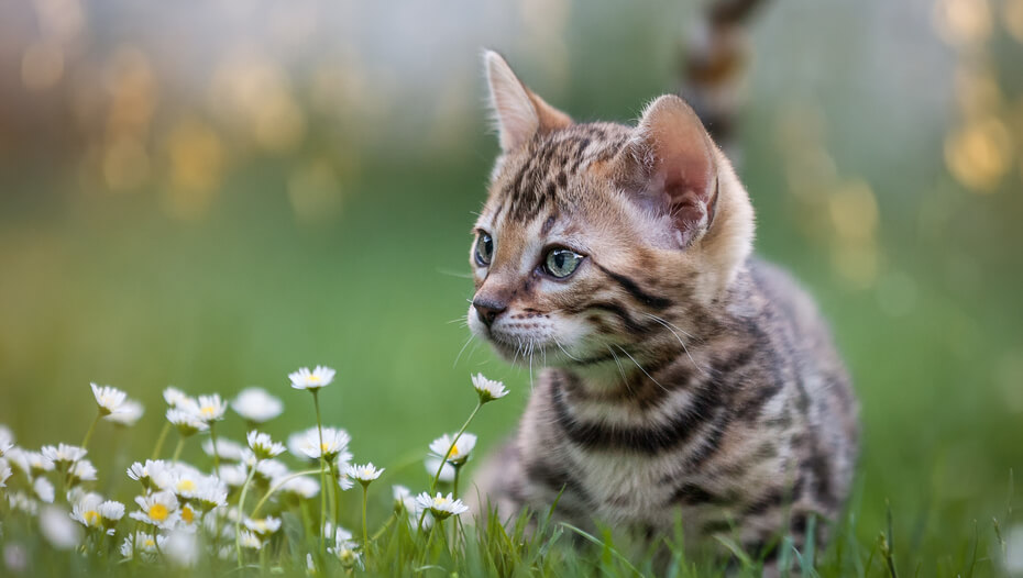 кошеня лежить і нюхає ромашки