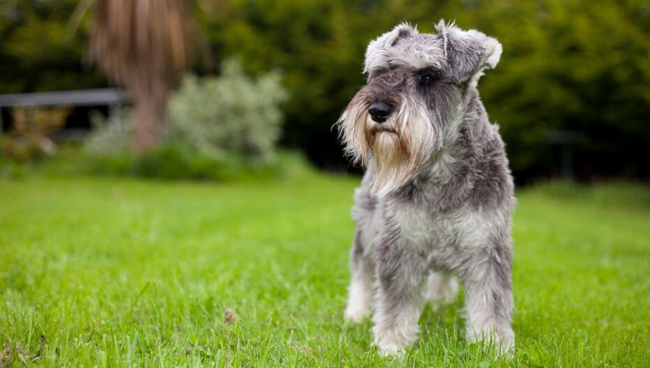 Miniature Schnauzer standing on the grass