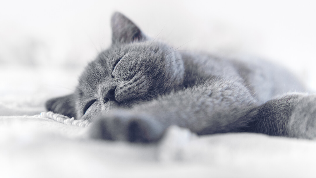 Сірий кіт спить