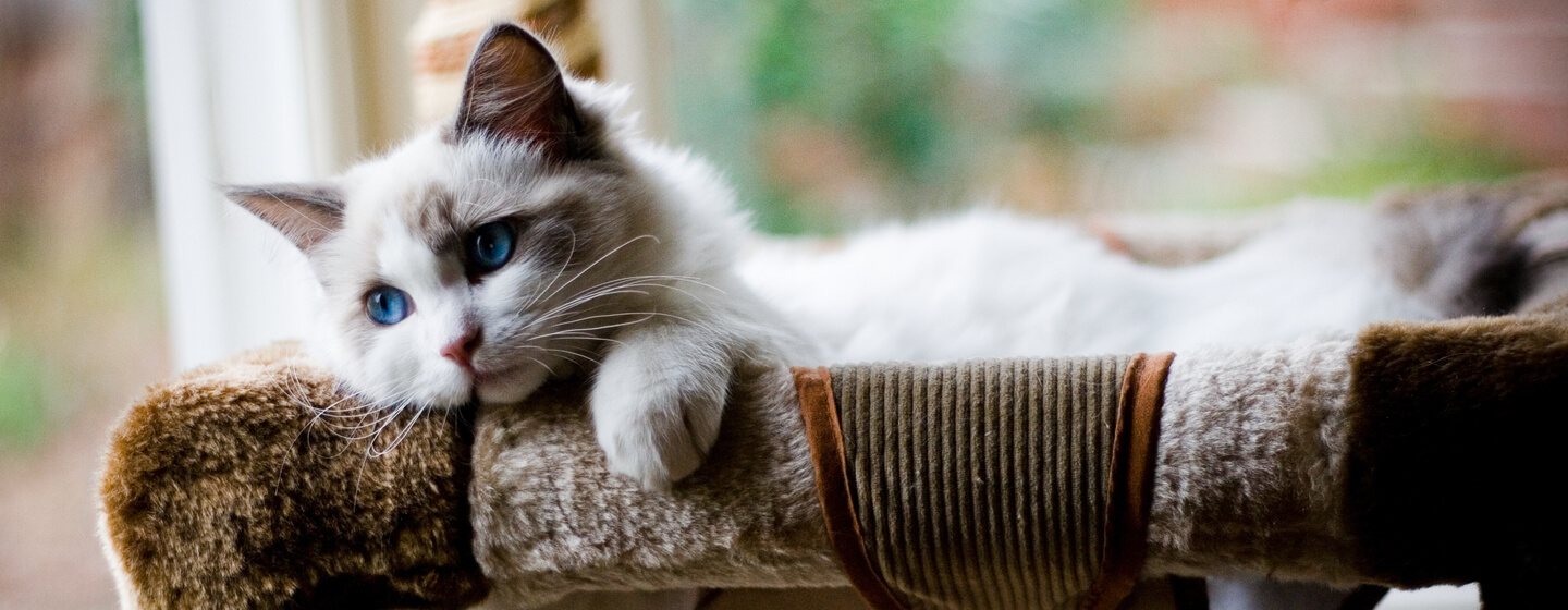 пухнасте кошеня з блакитними очима лежить у ліжку