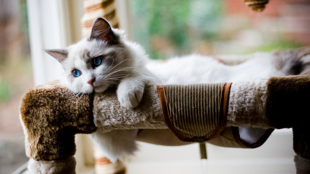 пухнасте кошеня з блакитними очима лежить у ліжку