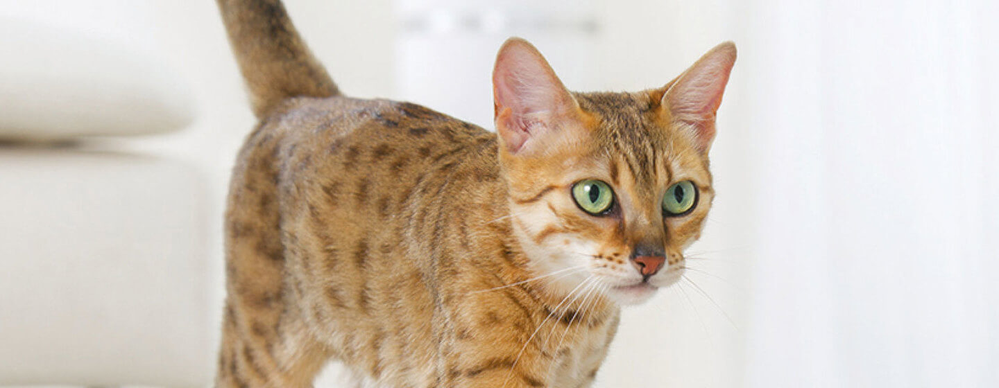бенгальська кішка з зеленими очима