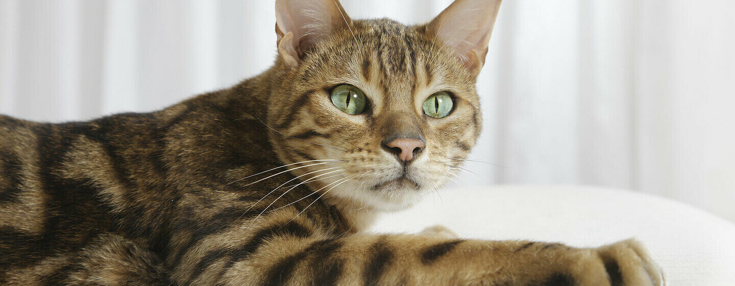 крупним планом бенгальський кіт із зеленими очима
