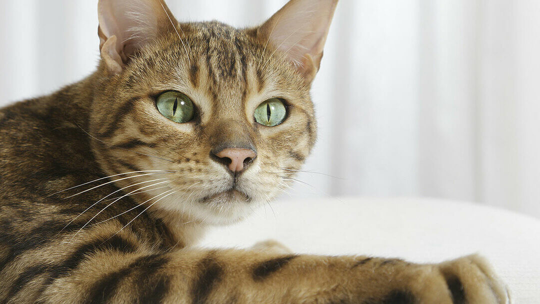 крупним планом бенгальський кіт із зеленими очима