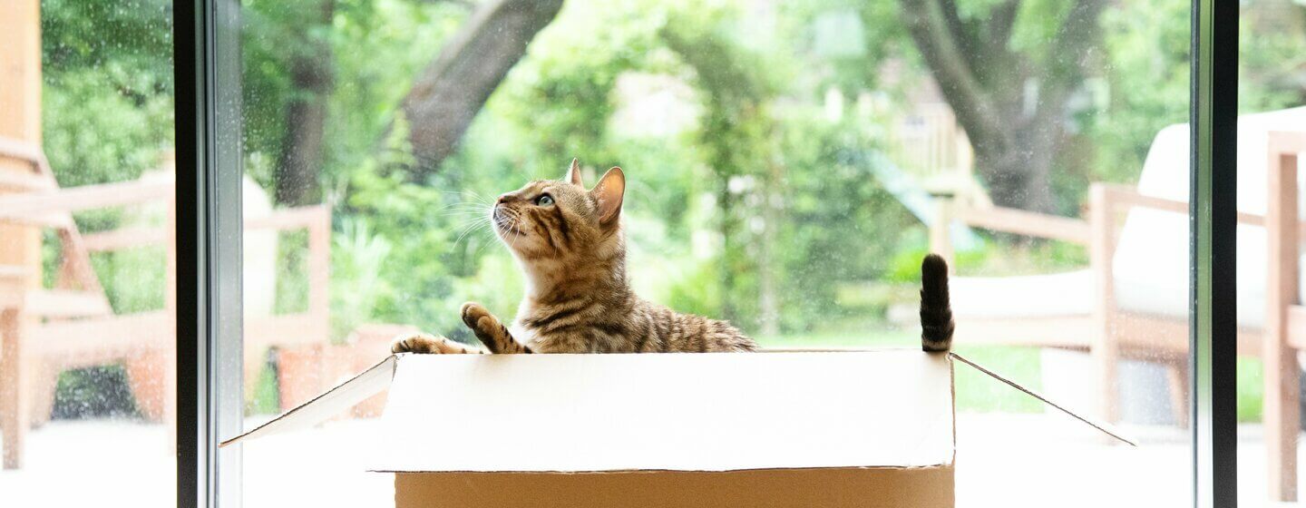 Бенгальський кіт грає в картонній коробці.