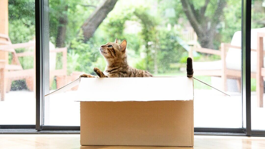 Бенгальський кіт грає в картонній коробці.