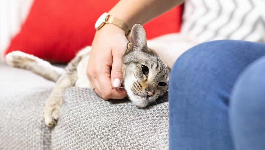 Жінка гладить кота на дивані