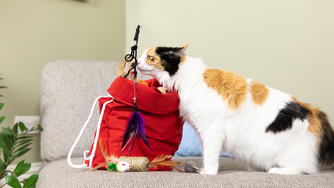 Кішка нюхає іграшки в червоній сумці.