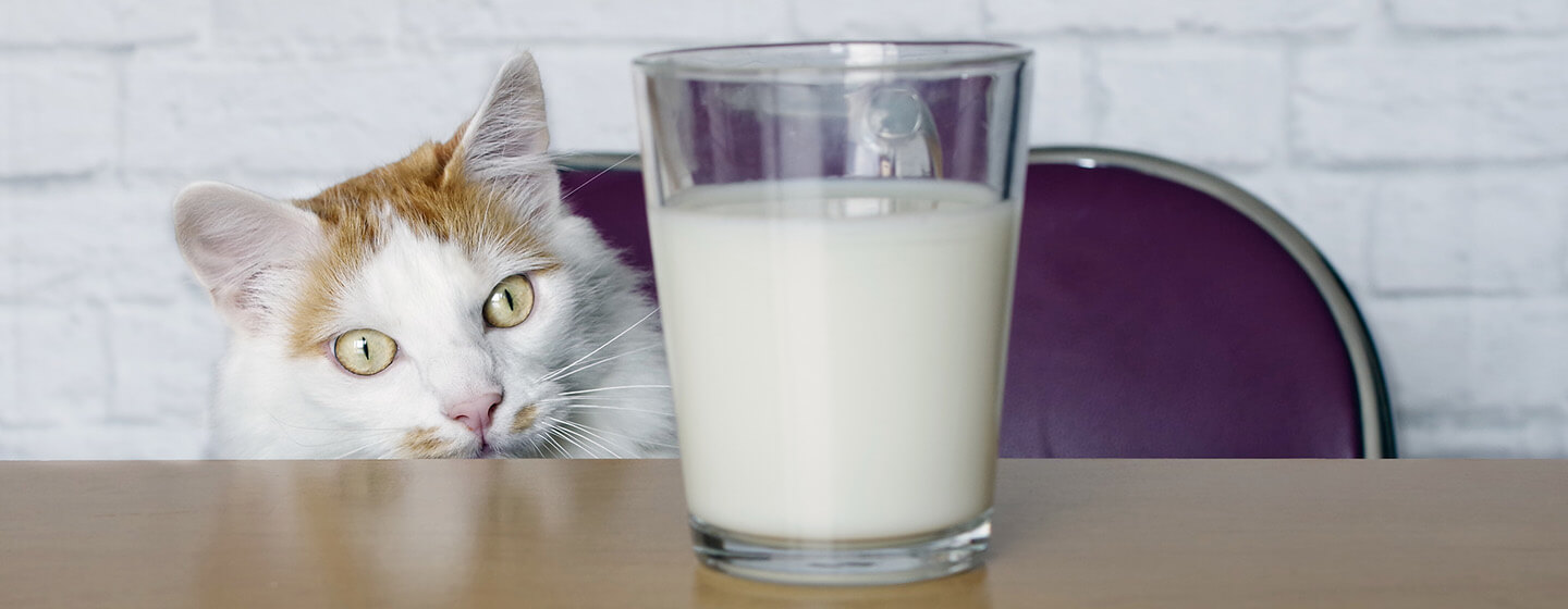 кіт дивиться на молоко