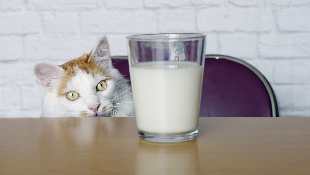 кіт дивиться на молоко