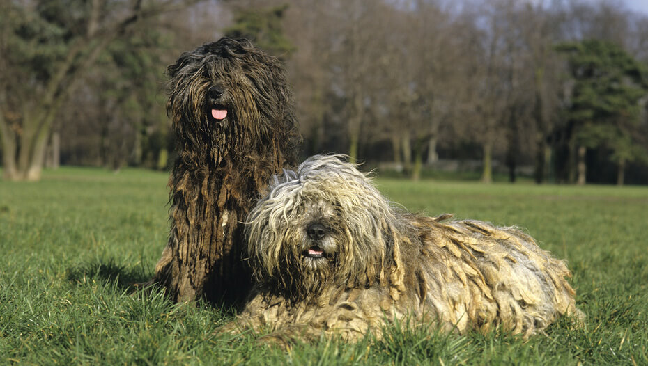 Two Bergamasco dogs in the field