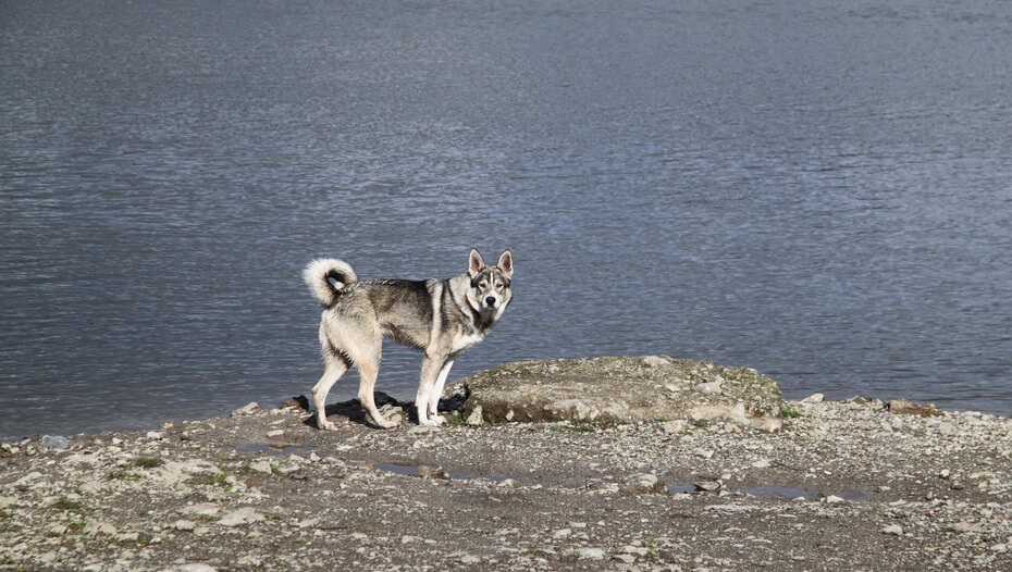 Canadian Eskimo Dog standing on the coast
