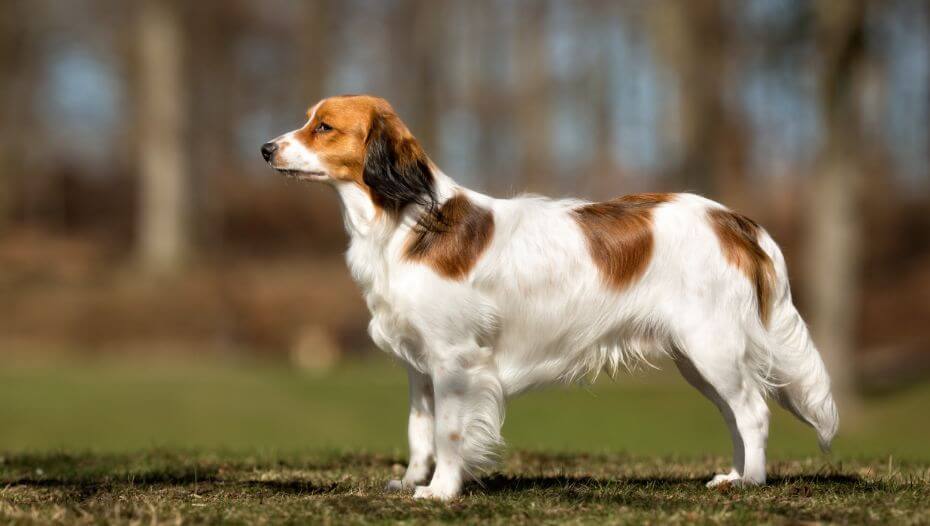 Kooikerhondje is standing in the garden in a warm summer day
