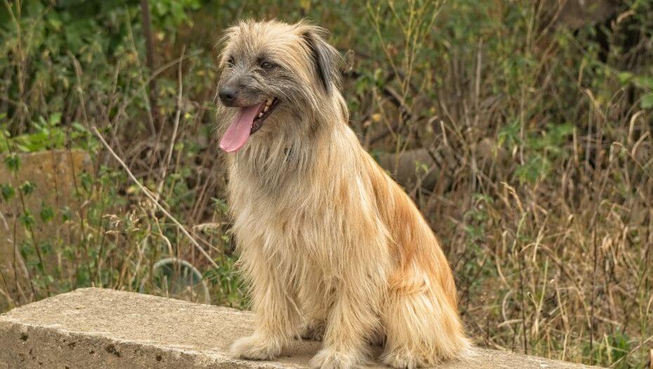 Pyrenean Sheepdog is standing in the garden